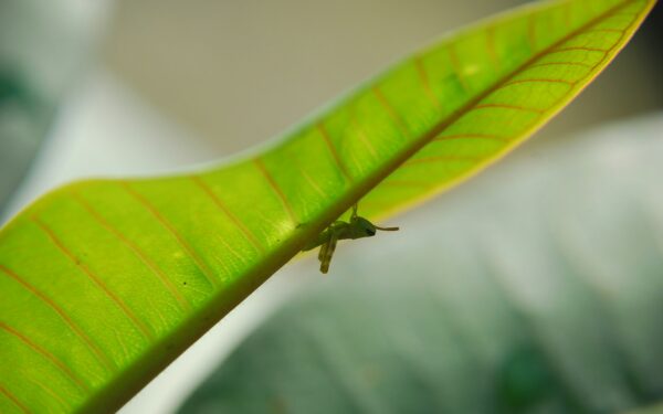 Managing whiteflies on indoor and outdoor greenery the natural way