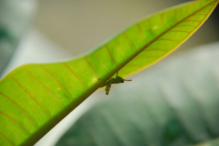Whiteflies underside leaf closeup