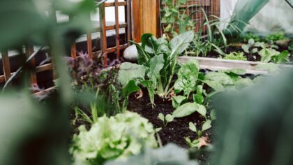 Mulch made easy for home gardeners: how to choose, use and benefit from better soil cover