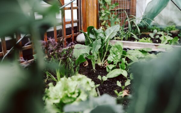 Mulch made easy for home gardeners: how to choose, use and benefit from better soil cover