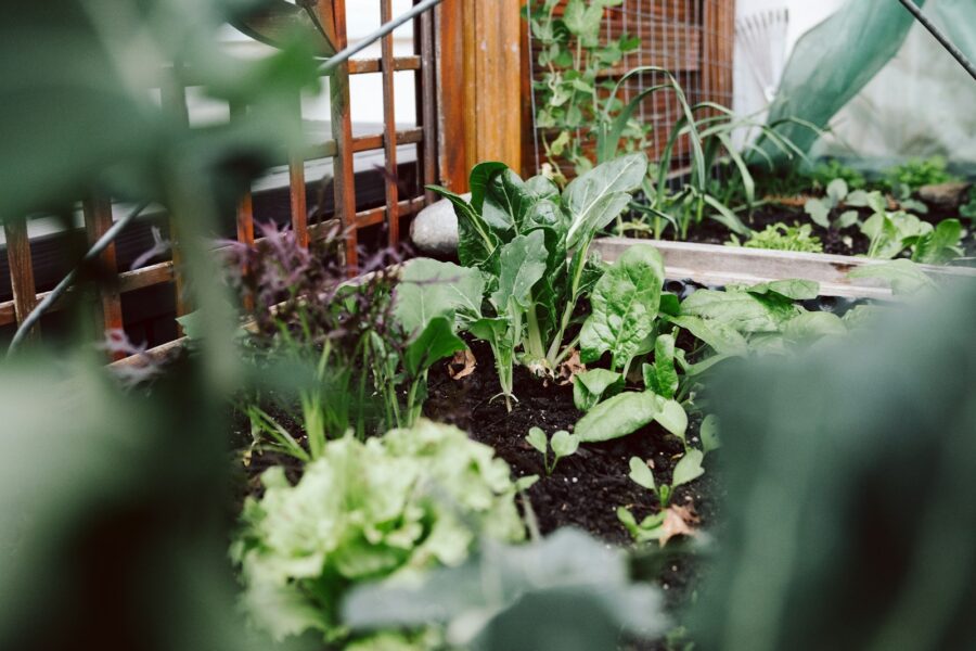 Mulched garden bed wood chips vegetables