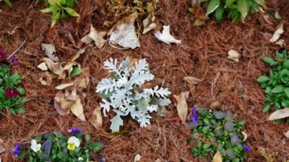 Mulch mistakes that harm plants and how to use mulch the right way