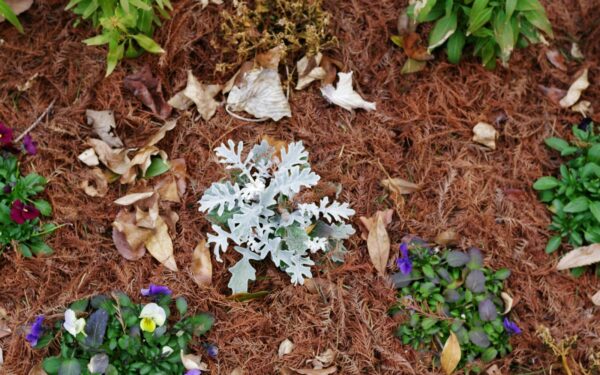 Mulch mistakes that harm plants and how to use mulch the right way