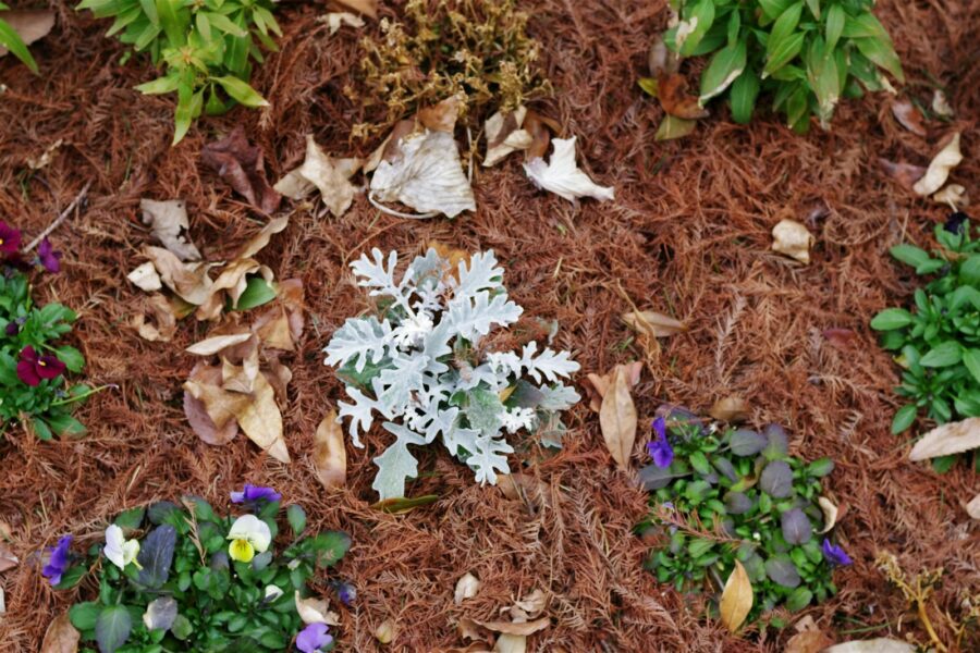 Mulch mistakes harm plants how use mulch right