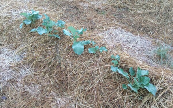 Mulching for moisture, fewer weeds and healthier soil