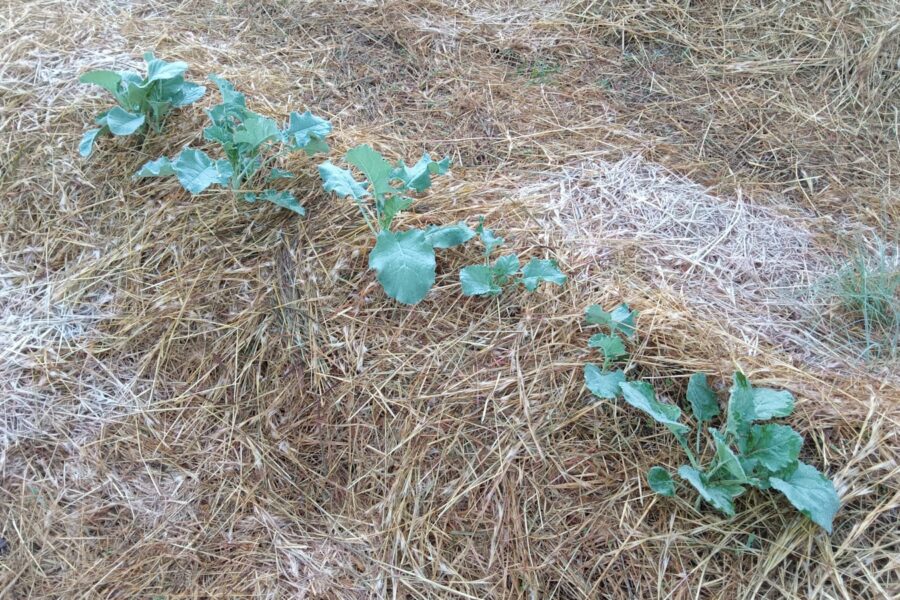 Mulched vegetable garden bed straw young seedlings
