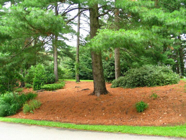 Tree surrounded wood chip mulch ring
