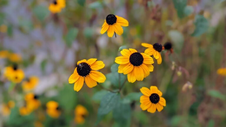 Bird bath among ornamental grasses close echinacea rudbeckia