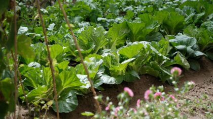 Natural weed control strategies that actually work in home gardens