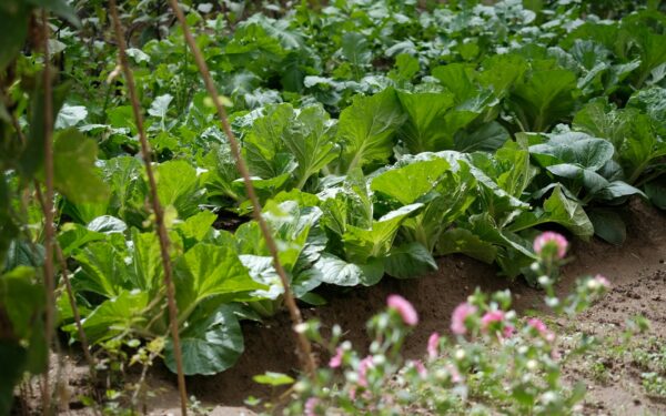 Natural weed control strategies that actually work in home gardens