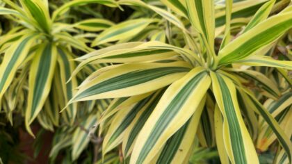 Pale leaves in the garden: how to diagnose chlorosis and bring plants back to health