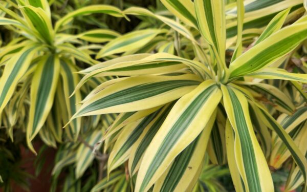 Pale leaves in the garden: how to diagnose chlorosis and bring plants back to health