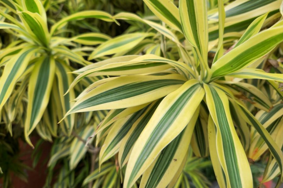 Pale yellow leaves close garden plant