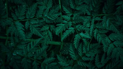 Pale plant leaves: common causes and simple fixes for greener foliage