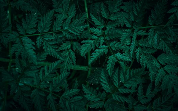 Pale plant leaves: common causes and simple fixes for greener foliage