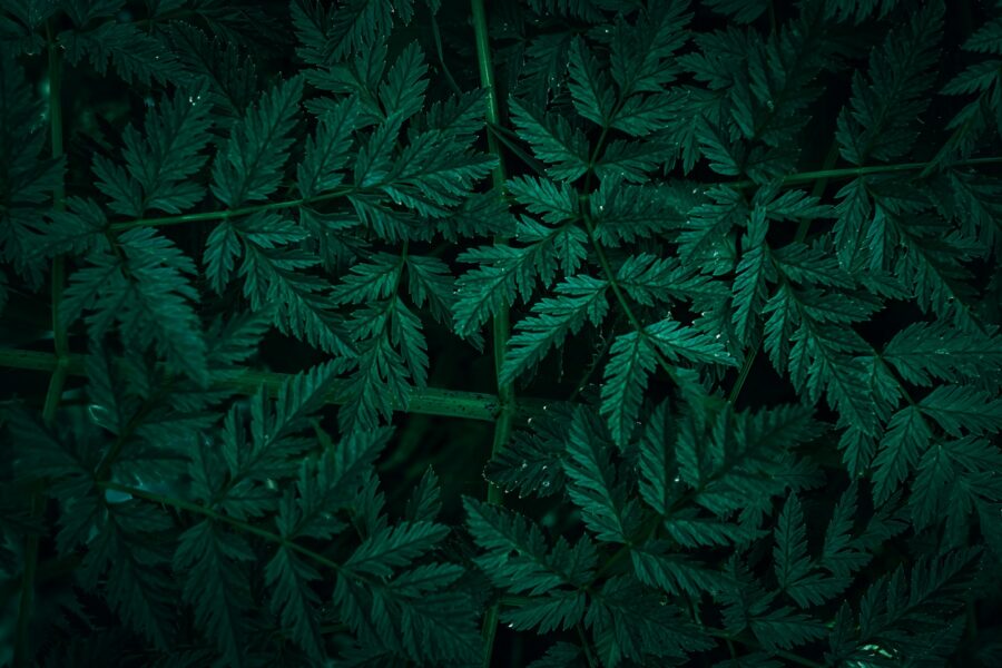 Pale green plant leaves close