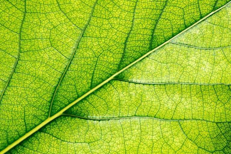 Interveinal chlorosis leaf pattern