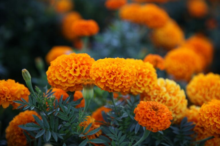 Deadheading marigold flowers