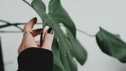 Pinching your potted greenery: how gentle pruning creates fuller, healthier growth