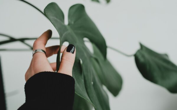 Pinching your potted greenery: how gentle pruning creates fuller, healthier growth