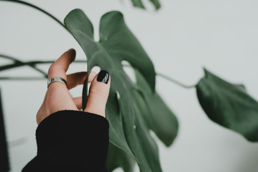 Hand pinching houseplant stem close