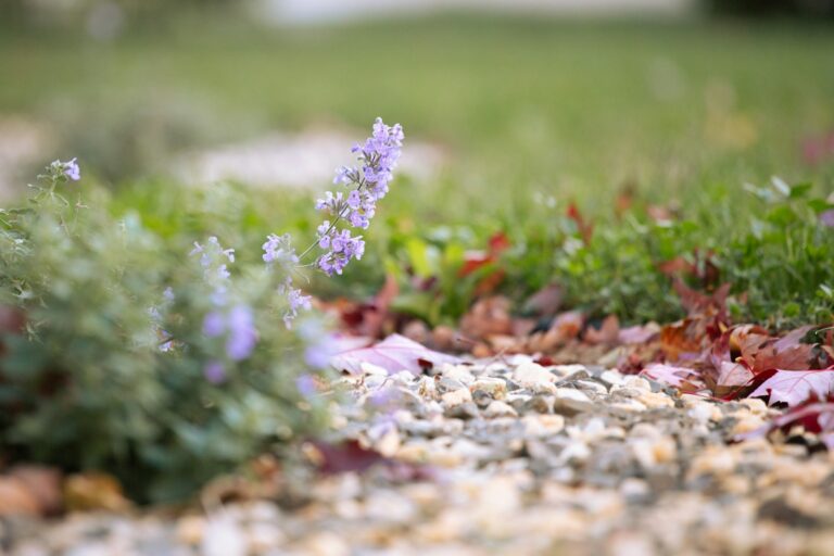 Gravel driveway lavender edging
