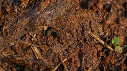 Poor drainage in containers and how to stop roots from rotting