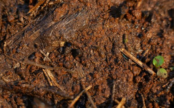 Poor drainage in containers and how to stop roots from rotting