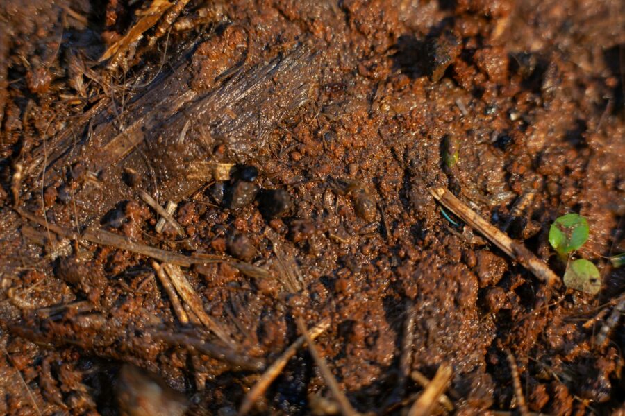 Potted plant poor drainage soggy soil