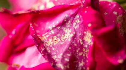 Powdery mildew on roses and vegetables: identification and natural control