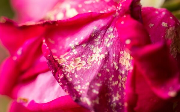 Powdery mildew on roses and vegetables: identification and natural control