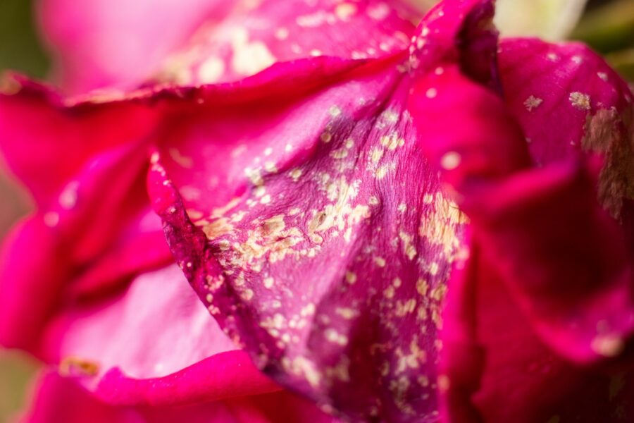Rose powdery mildew closeup