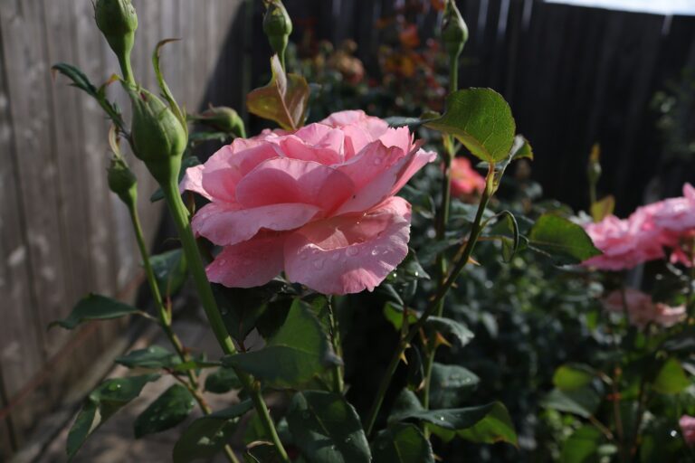 Cucumber powdery mildew foliage pruning rose bush yard