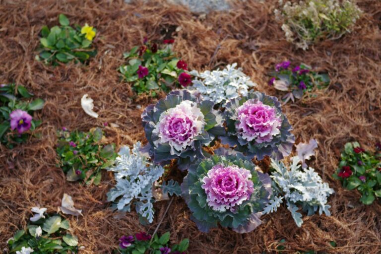 Vegetable garden straw mulch tree trunk mulch ring