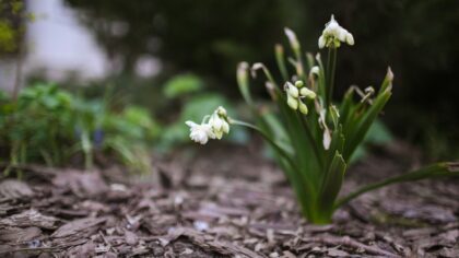 Practical mulch care tips for thriving garden beds all year round