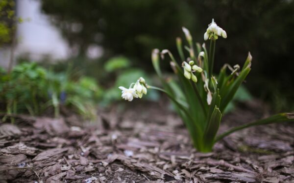 Practical mulch care tips for thriving garden beds all year round