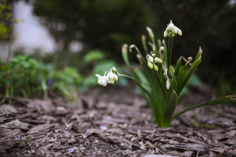 Garden bed organic mulch wood chips