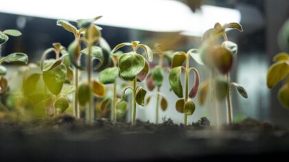 Practical seedling care: how to raise healthy young plants for beds and containers