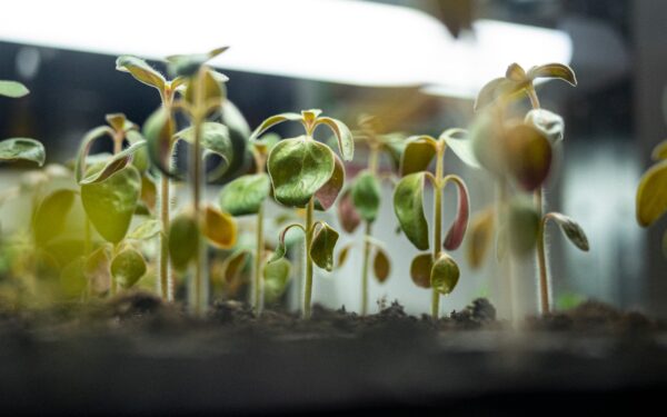Practical seedling care: how to raise healthy young plants for beds and containers