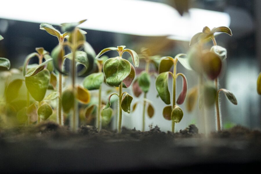 Vegetable seedlings tray sunlight