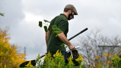 Pruning basics for shrubs that stay healthy and well-shaped
