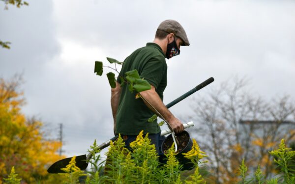 Pruning basics for shrubs that stay healthy and well-shaped