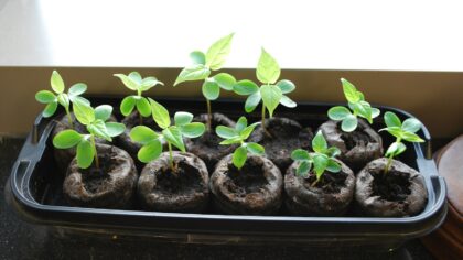 Raising strong seedlings indoors and moving them outside safely