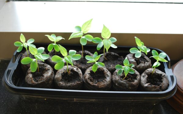 Raising strong seedlings indoors and moving them outside safely