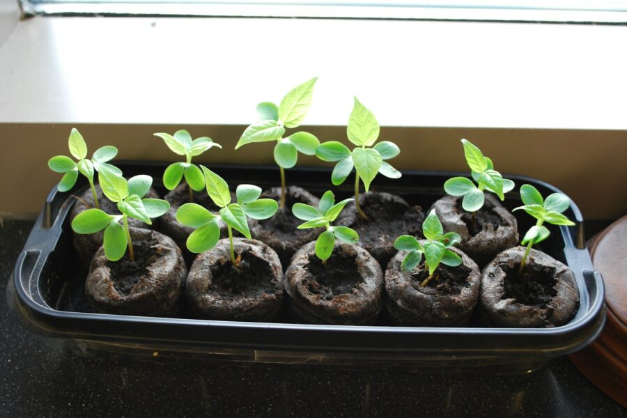 Seedlings trays windowsill
