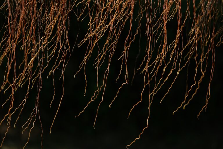 Healthy houseplant roots closeup
