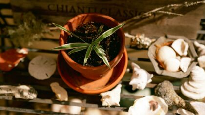 Repotting houseplants the right way for stronger roots