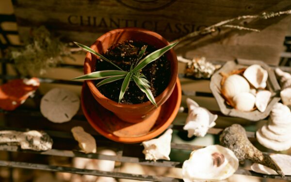 Repotting houseplants the right way for stronger roots