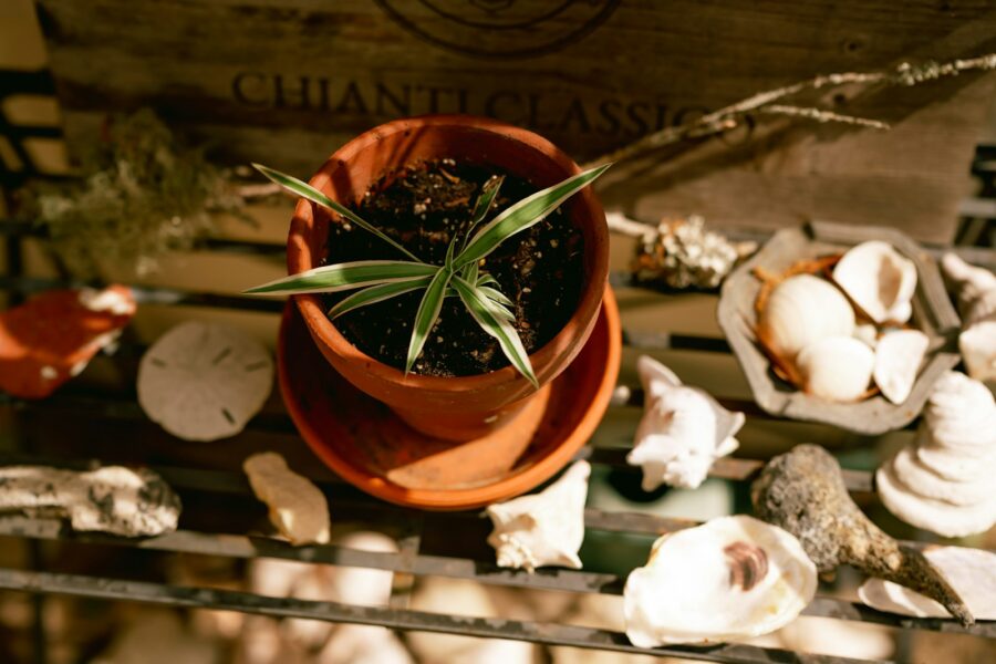 Repotting houseplant fresh soil terracotta pot