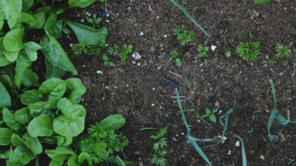 Simple crop rotation for a healthier home vegetable patch